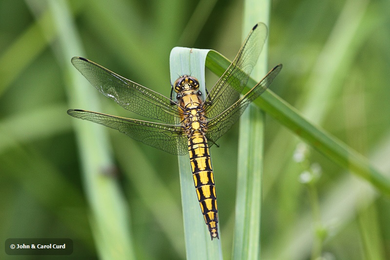 J01_3090 Orthetrum cancellatum female.JPG